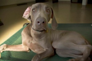 work, dogs, perry, scotch, Centinela Feed, daycare, playing, resting,weimaraner